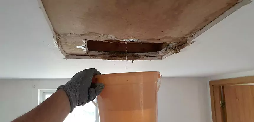 Ceiling Mold Repair Waleska